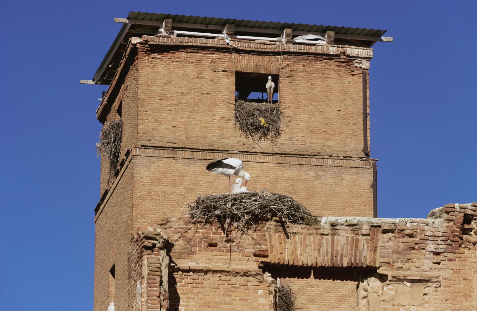 A large white stork nest on a church tower in Alcala de Henares with a stork standing on it, Spain