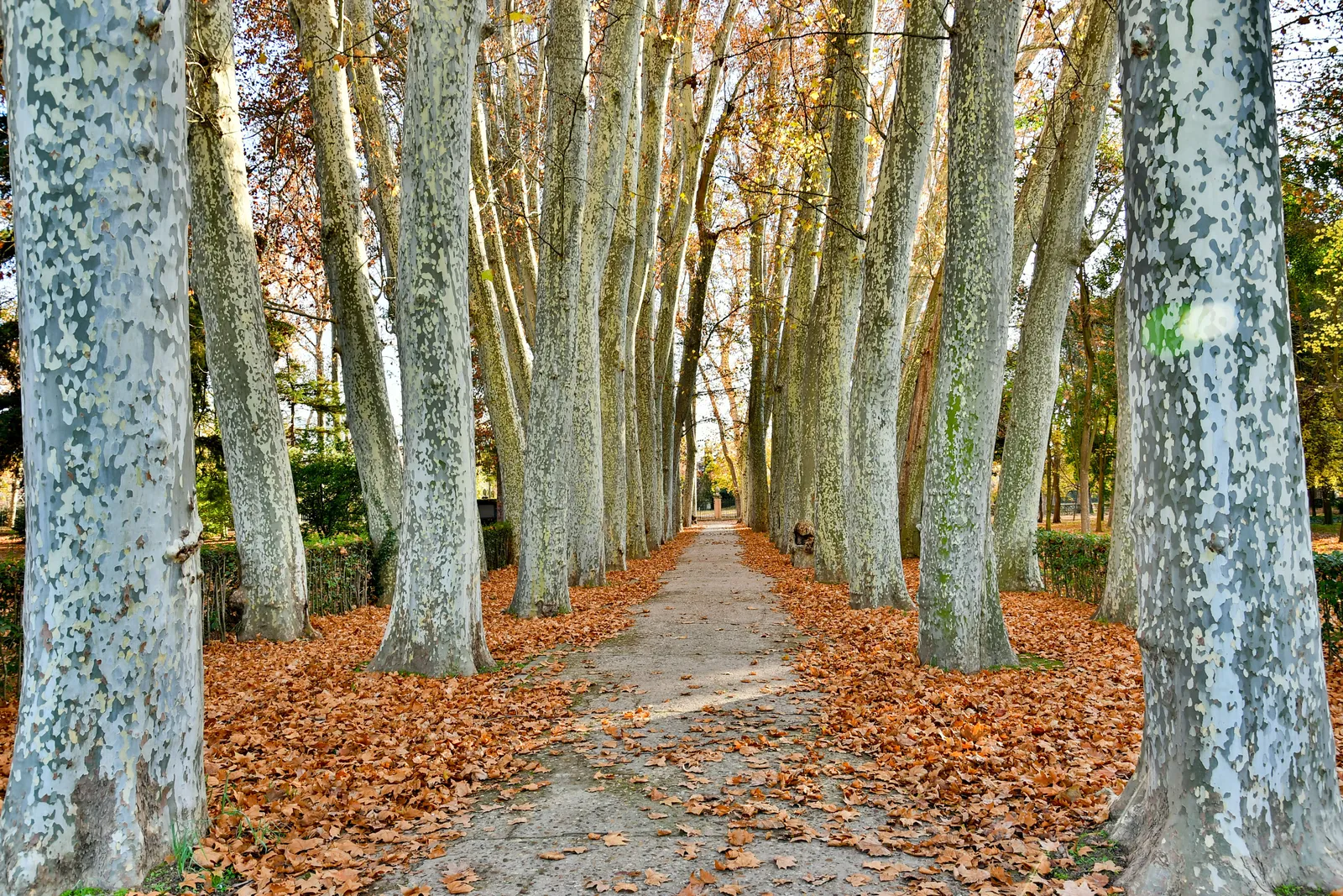 The tree lined riverside gardens of the Jardín del Príncipe in Aranjuez beside the Tagus river, Spain