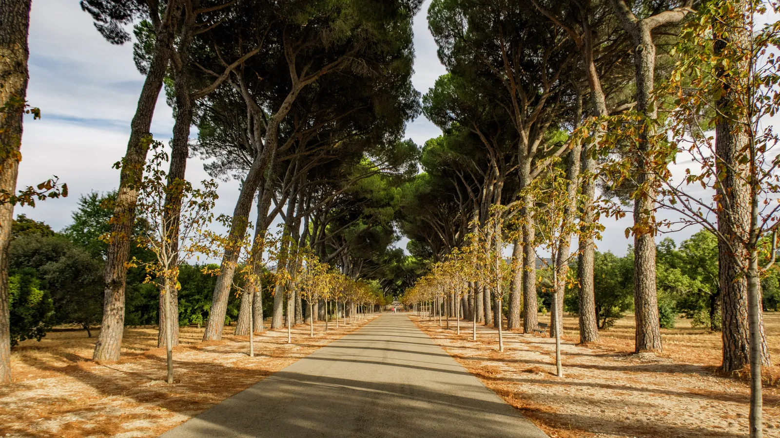A quiet tree lined path running through the woodland of Casa de Campo park in Madrid, Spain, in daylight