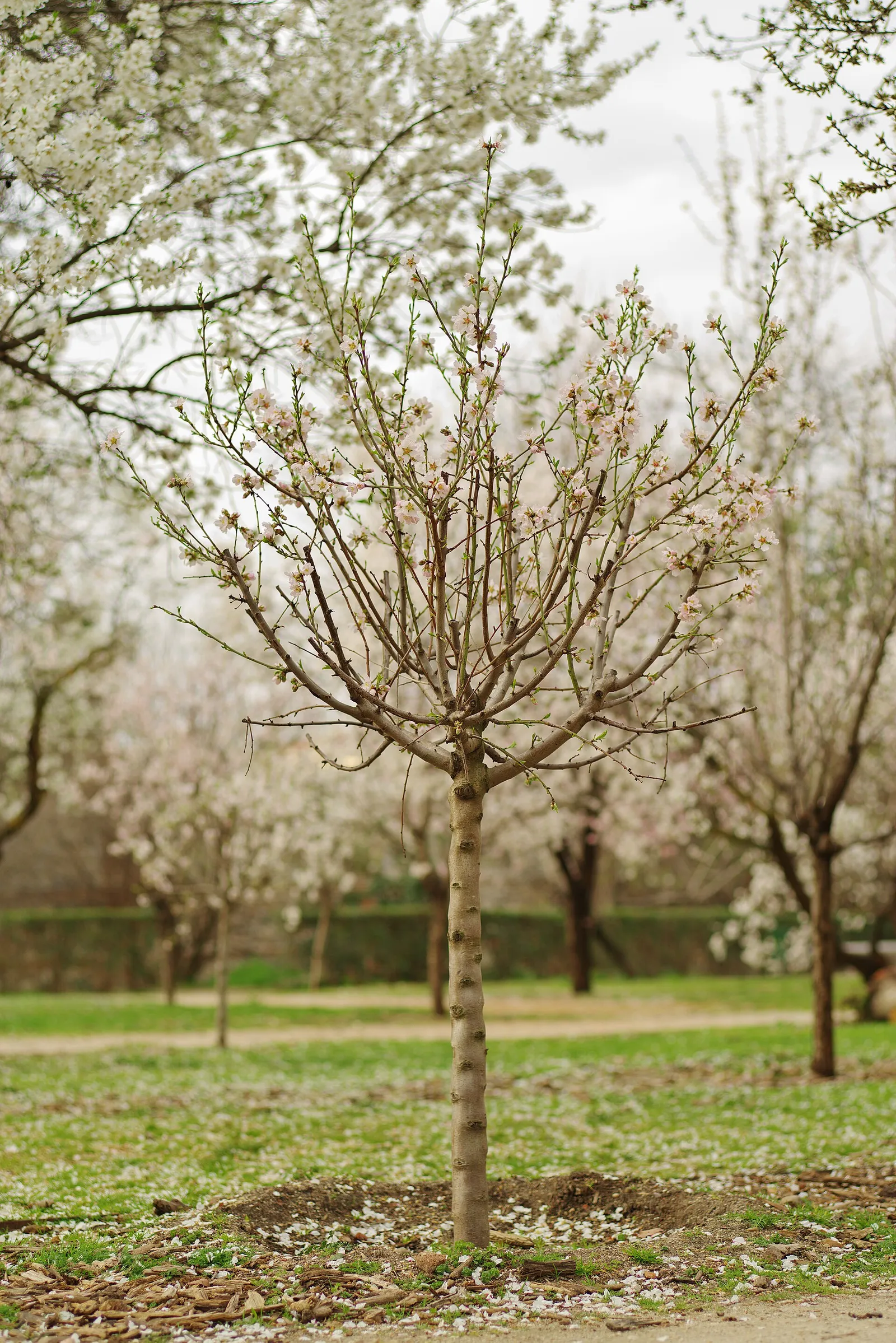 An almond tree in full blossom on a bright spring morning in Retiro Park, Madrid