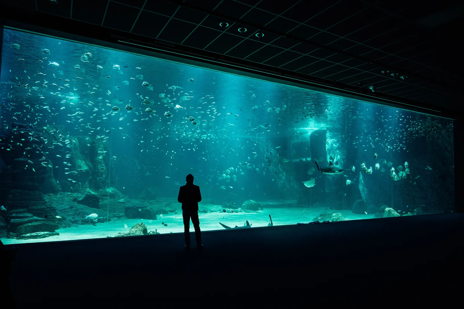 A large aquarium tank with fish and visitors silhouetted against the blue glass, Madrid, Spain