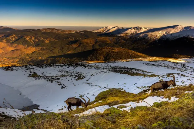 Wild goats on a snow patched mountain slope in morning light, with rolling ridges in the background