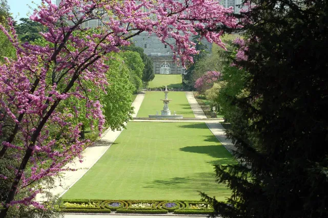A long green lawn avenue with a pink blossoming tree in the foreground