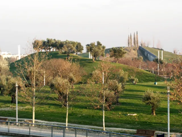 Green grassy hills with olive trees and a row of young trees in a wide open park
