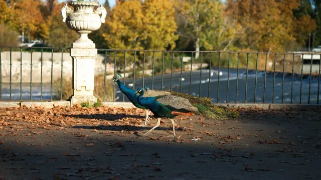 Two peacocks crossing a path covered in fallen leaves beside a stone urn and a garden railing