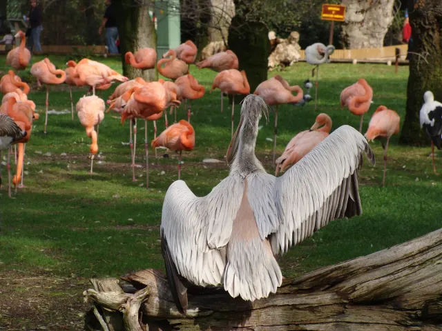A pelican spreading its wings on a lawn with a flock of pink flamingos behind