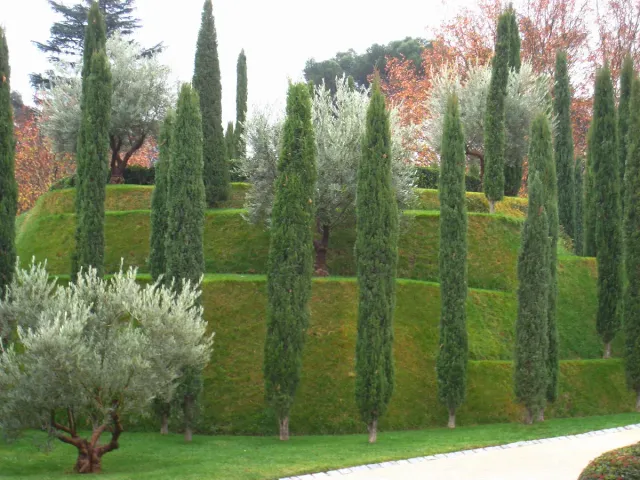 Rows of cypresses and young olive trees in neat lines on a grassy slope