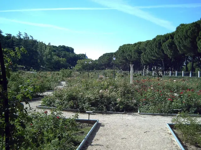 Beds of rose bushes along gravel paths, ringed by tall pine trees