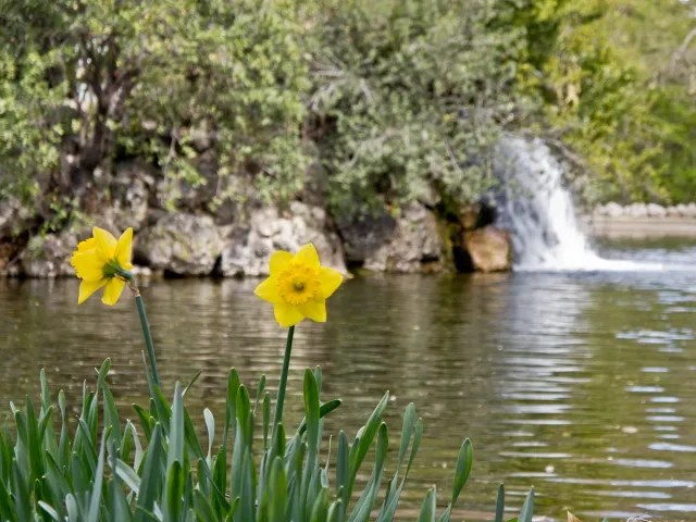 Yellow daffodils in front of a green pond with a small waterfall and dense greenery