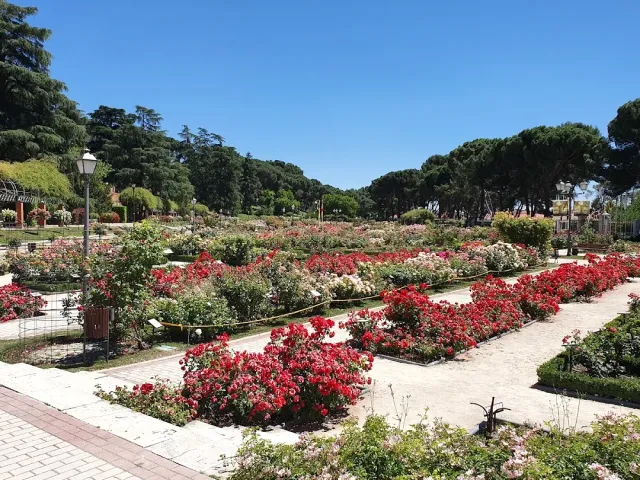 Beds of red and white roses in a tended garden, with pine trees and a blue sky
