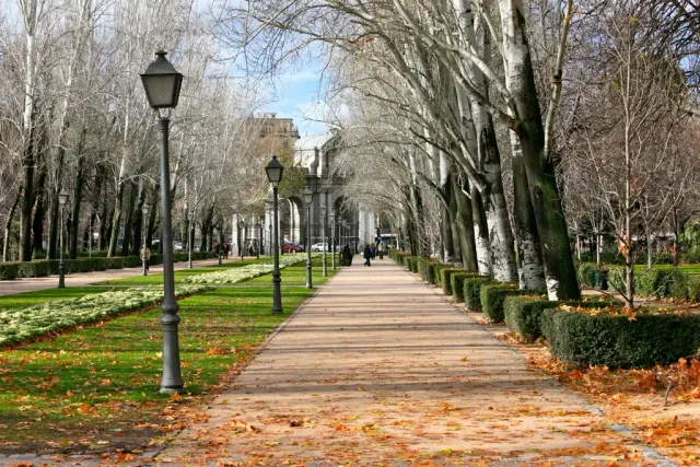 A straight gravel avenue between two rows of tall trees, with fallen leaves on the ground and lamps along it