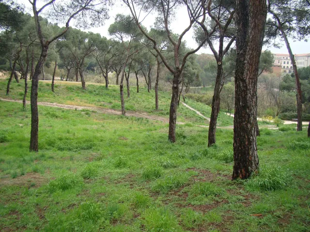 An open grassy meadow among scattered pine trees, with a dirt path and a distant skyline