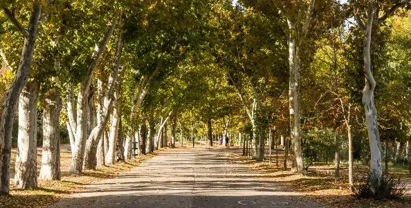 A wide avenue of plane trees along a dirt path in the park